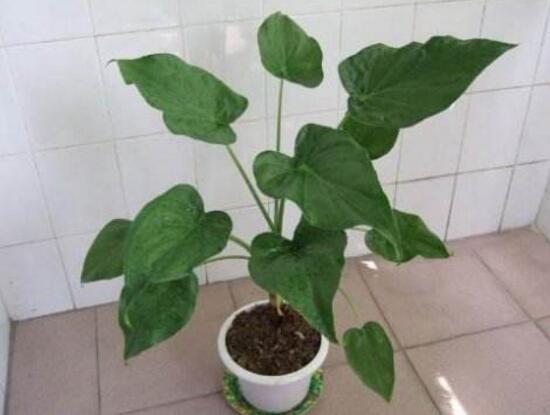 怎樣養植滴水觀音，滴水觀音的養殖方法