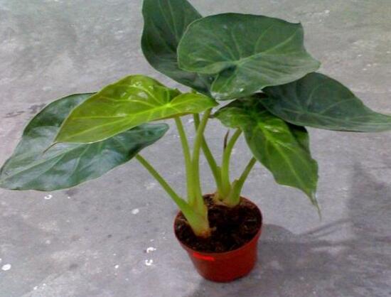 怎樣養植滴水觀音，滴水觀音的養殖方法