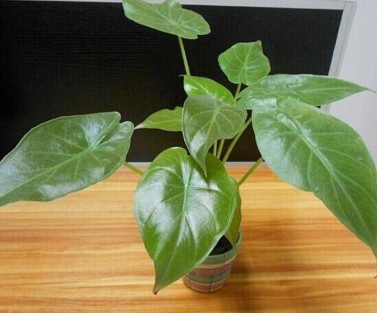 怎樣養植滴水觀音，滴水觀音的養殖方法