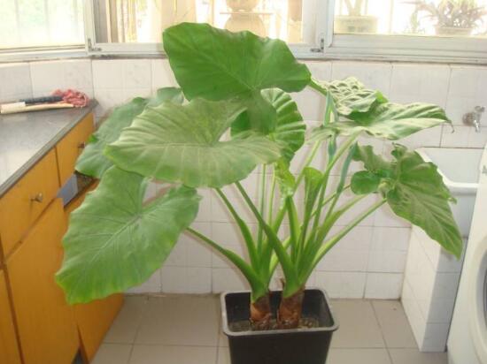 怎樣養植滴水觀音，滴水觀音的養殖方法