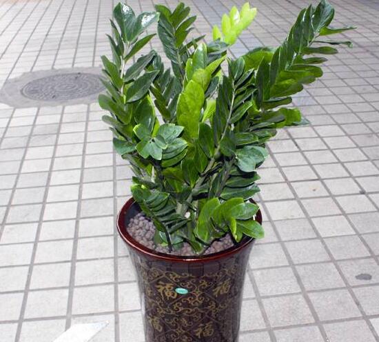 金錢樹怎麼換盆，金錢樹的移植換盆方法