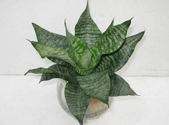 虎皮蘭冬天會凍死嗎，虎皮蘭冬天怎麼養