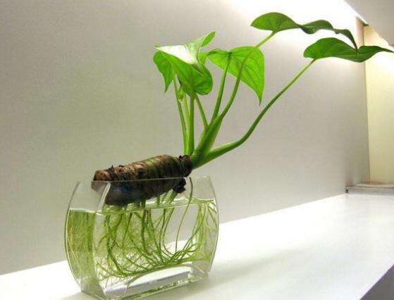 滴水觀音爛根怎麼辦,滴水觀音爛根解決辦法