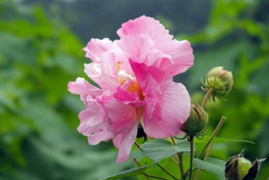 芙蓉花什麼時候開,芙蓉花一年開幾次花