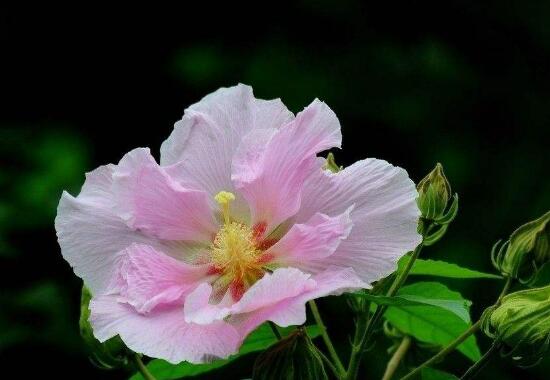 芙蓉花什麼時候開,芙蓉花一年開幾次花