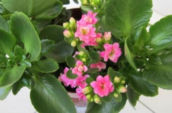 長壽花夏天可以施肥嗎,長壽花施肥技巧