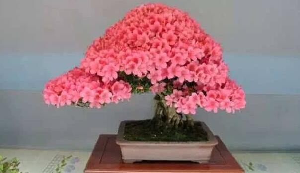 杜鵑花施什麼樣的肥料好