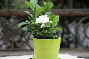梔子花夏天怎麼養，梔子花夏天養殖方法