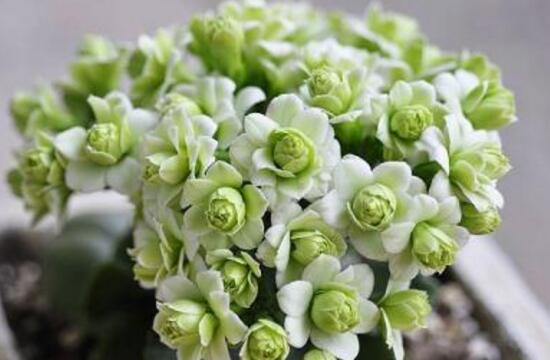 長壽花什麼時候開花，長壽花一年開幾次花