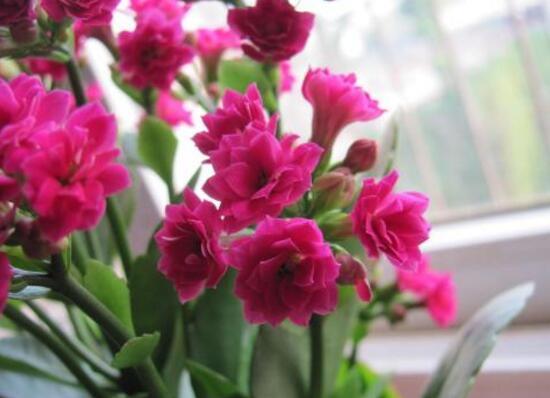 長壽花什麼時候開花，長壽花一年開幾次花