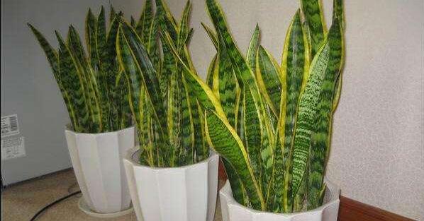 虎皮蘭爛根了怎麼辦，虎皮蘭爛根的處理方法