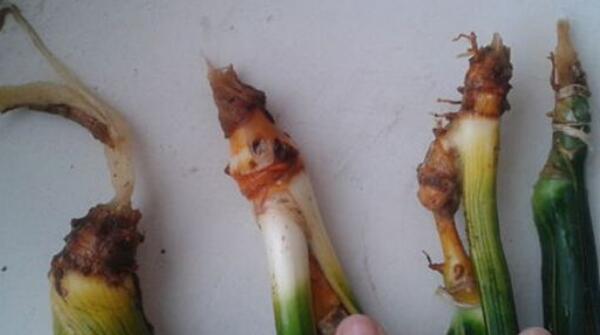 虎皮蘭爛根了怎麼辦，虎皮蘭爛根的處理方法