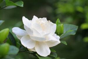 梔子花澆什麼水好，梔子花多久澆一次水