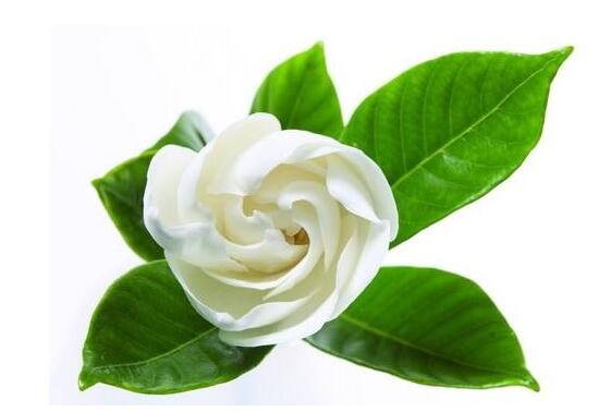 梔子花可以用複合肥嗎，梔子花施什麼肥好