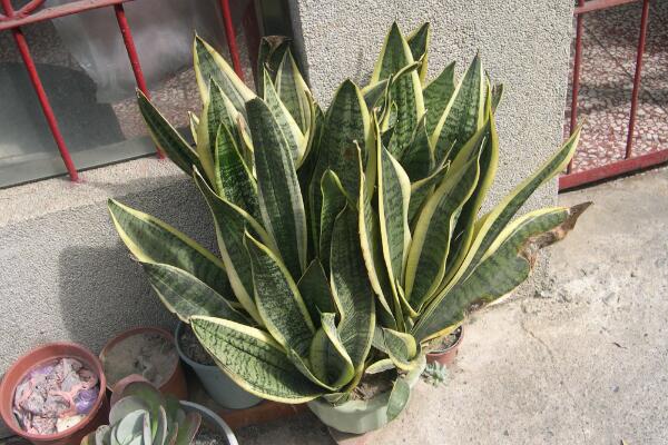 虎皮蘭怎麼養護，虎皮蘭的四季養護方法