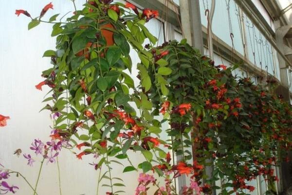 口紅吊蘭夏天怎麼養，口紅吊蘭適合室內養嗎