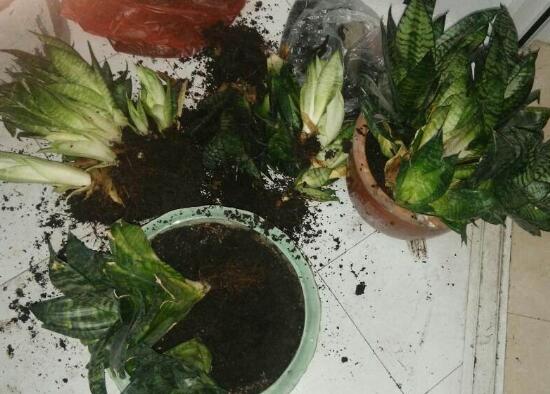 虎皮蘭怎麼移植，虎皮蘭的移植方法
