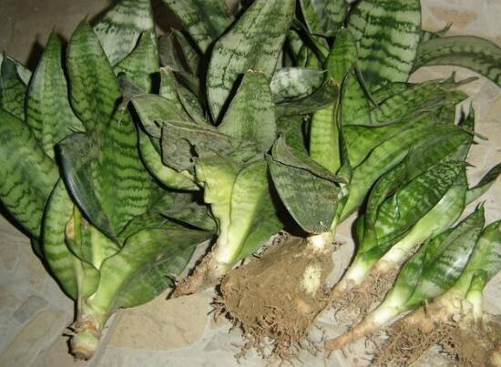 虎皮蘭怎麼移植，虎皮蘭的移植方法