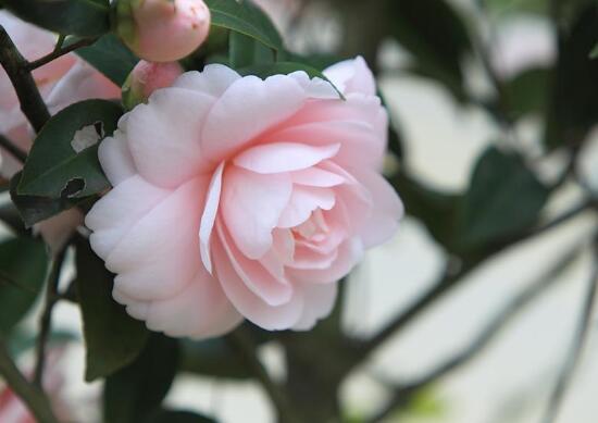 山茶花的品種有哪些，山茶花品種及圖片大全