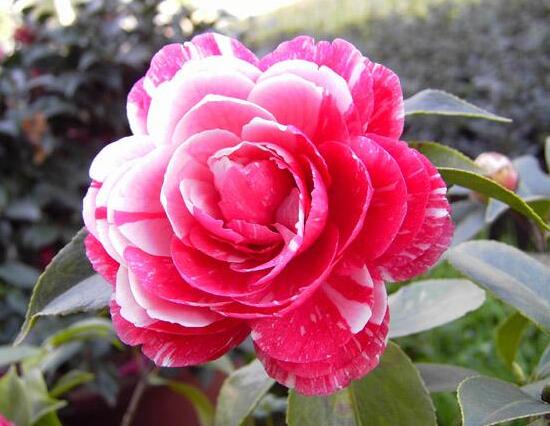 山茶花的品種有哪些，山茶花品種及圖片大全