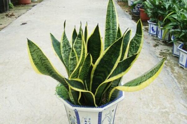 虎皮蘭怎麼施肥，虎皮蘭施什麼肥最好
