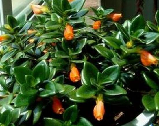 金魚吊蘭什麼時候開花，金魚吊蘭不開花怎麼辦