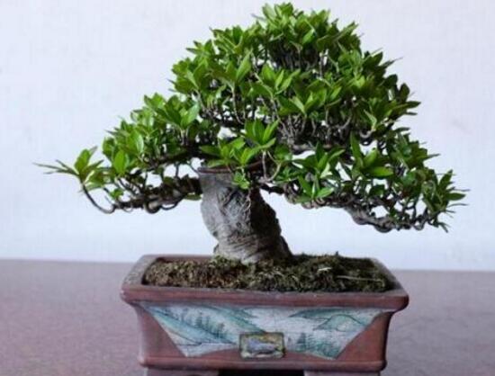 梔子花盆景如何製作，梔子花盆景製作方法