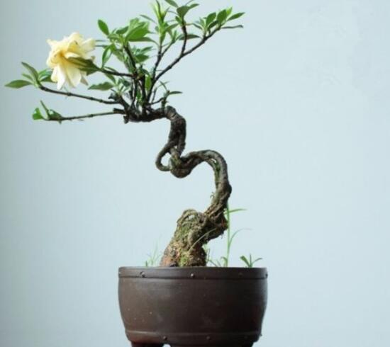 梔子花盆景如何製作，梔子花盆景製作方法