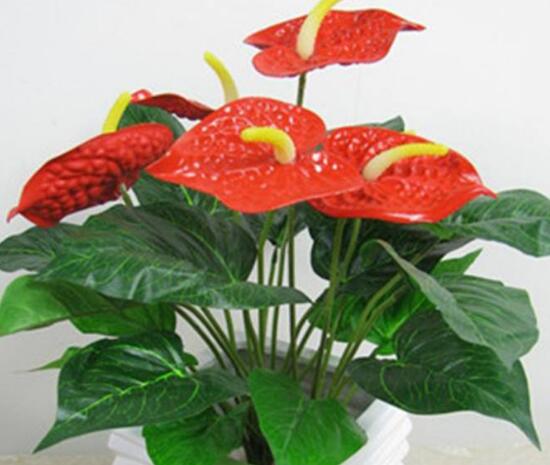 紅掌一年四季都開花嗎，紅掌四季養護方法