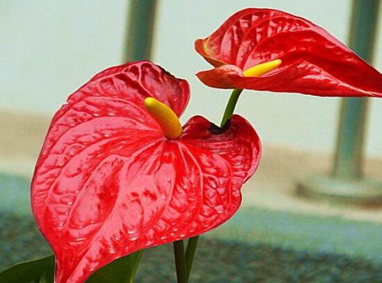 紅掌一年四季都開花嗎，紅掌四季養護方法