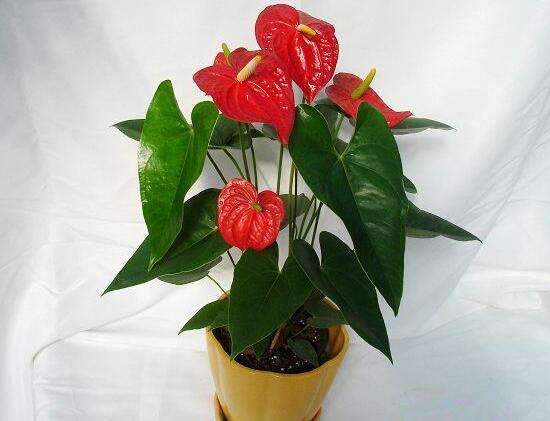 紅掌一年四季都開花嗎，紅掌四季養護方法