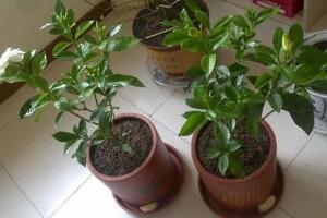 梔子花什麼時候移栽好，梔子花的移栽方法