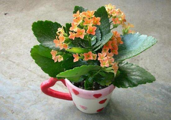 長壽花盆栽怎麼養，長壽花盆栽的養殖方法
