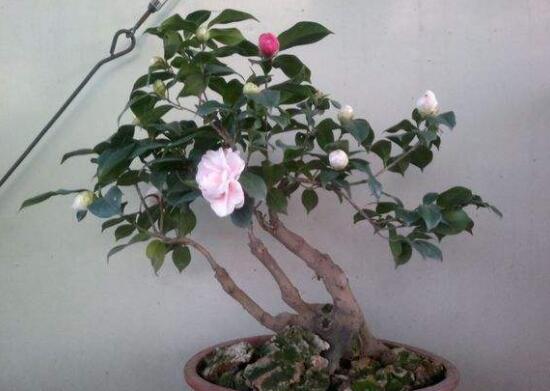 茶花適合在室內養嗎，茶花對家裏的風水好嗎
