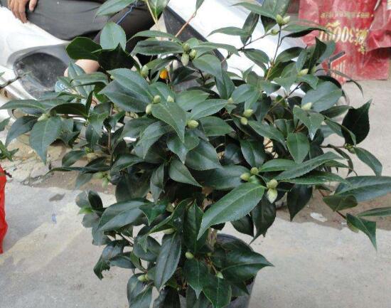 茶花適合在室內養嗎，茶花對家裏的風水好嗎