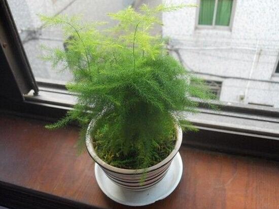 矮文竹和文竹怎麼區別，矮文竹和文竹哪個好養
