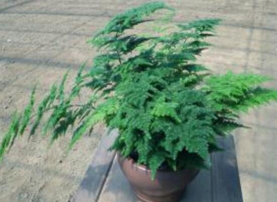矮文竹和文竹怎麼區別，矮文竹和文竹哪個好養