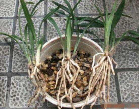 蘭花怎麼換盆，蘭花換盆方法圖解