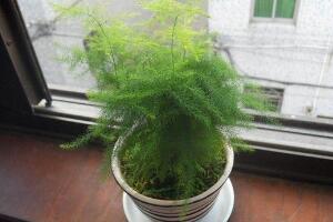 文竹病蟲害有哪些，文竹的病蟲害防治
