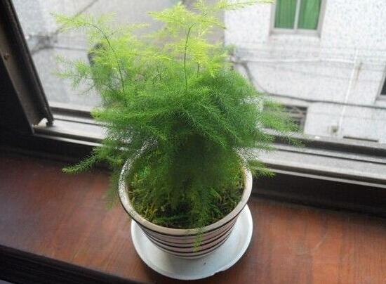文竹花盆裏有小白蟲子怎麼辦，噴殺蟲劑清除害蟲