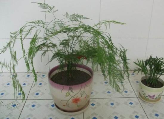 文竹花盆裏有小白蟲子怎麼辦，噴殺蟲劑清除害蟲