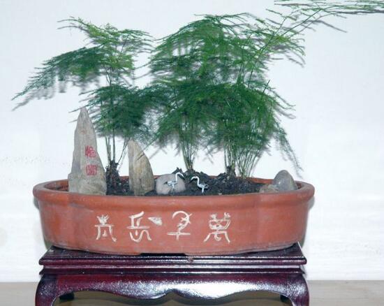 文竹花盆裏有小白蟲子怎麼辦，噴殺蟲劑清除害蟲