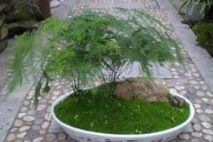 文竹花盆裏有小白蟲子怎麼辦，噴殺蟲劑清除害
