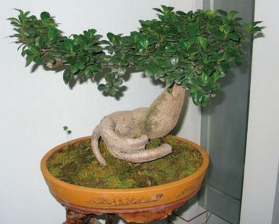 榕樹盆景怎麼翻盆，榕樹換盆注意事項