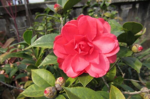 六角大紅茶花怎麼養殖，六角紅茶花的養殖方法