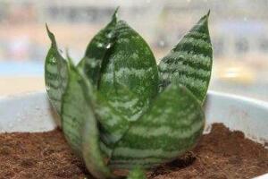 虎皮蘭葉子幹癟發軟怎麼辦，兩招幫你搞定疑難