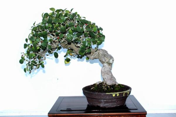 榕樹盆景能不能放家裏（可以放），榕樹具有擋煞、化解不利的作用