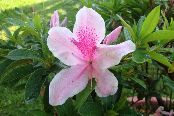 杜鵑花冬天怎麼養,4種方法讓你的杜鵑花完美過冬