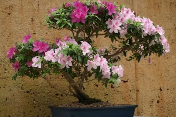 杜鵑花冬天怎麼養,4種方法讓你的杜鵑花完美過冬
