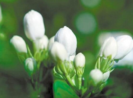 茉莉花爛根了怎麼辦，換土換盆洗淨重新種植